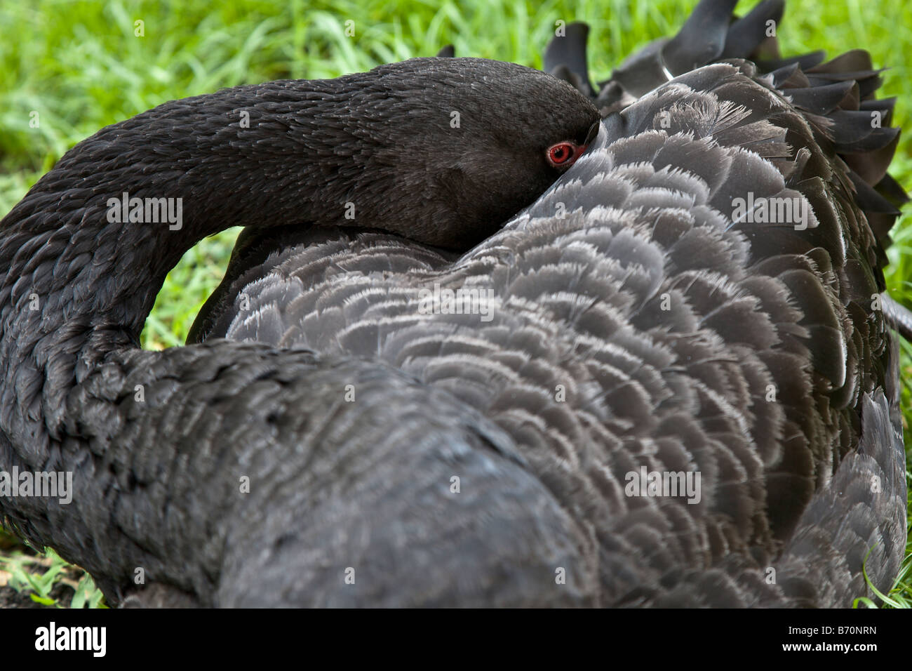 Black Swan le repos d'aile sous chef Banque D'Images