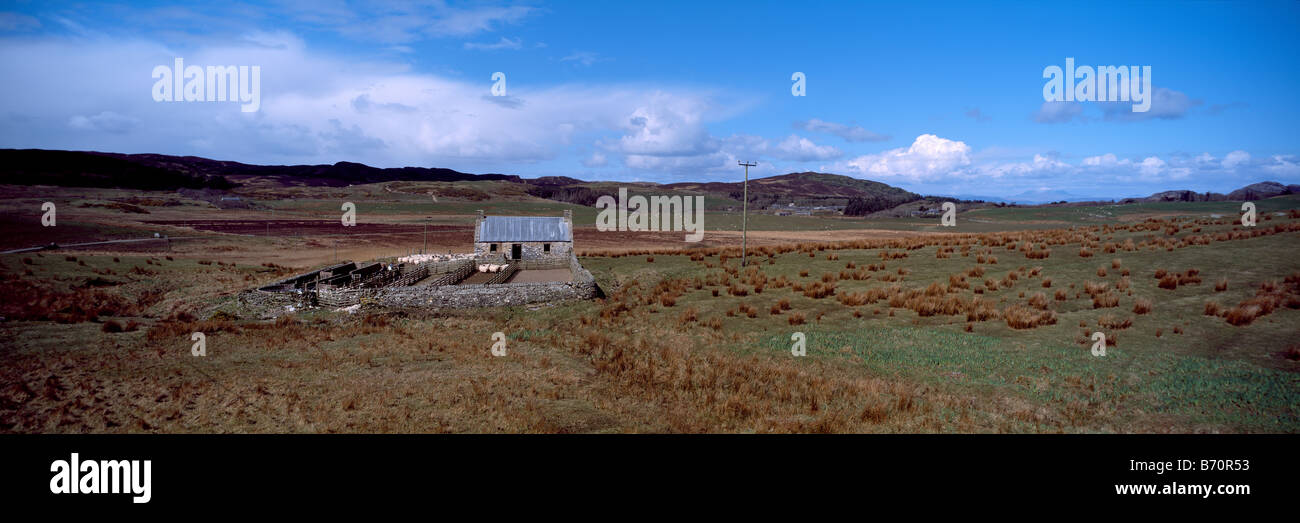 Moutons dans un champ de fank sur croft,Île de Colonsay, Argyll, Scotland, UK,Hébrides intérieures,Îles Britanniques. Banque D'Images