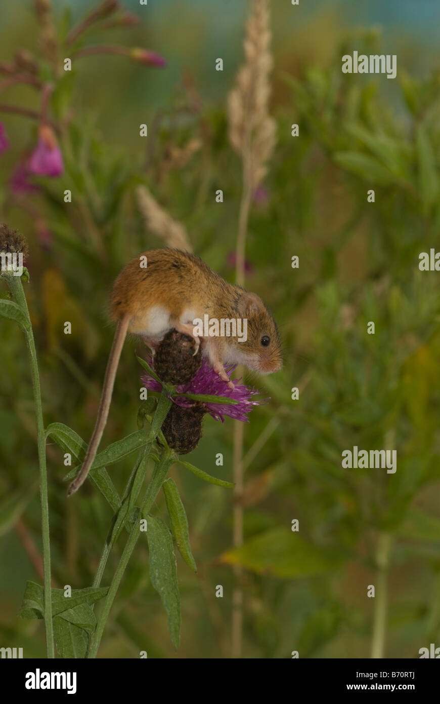 Micromys minutus (souris) en haie. Banque D'Images