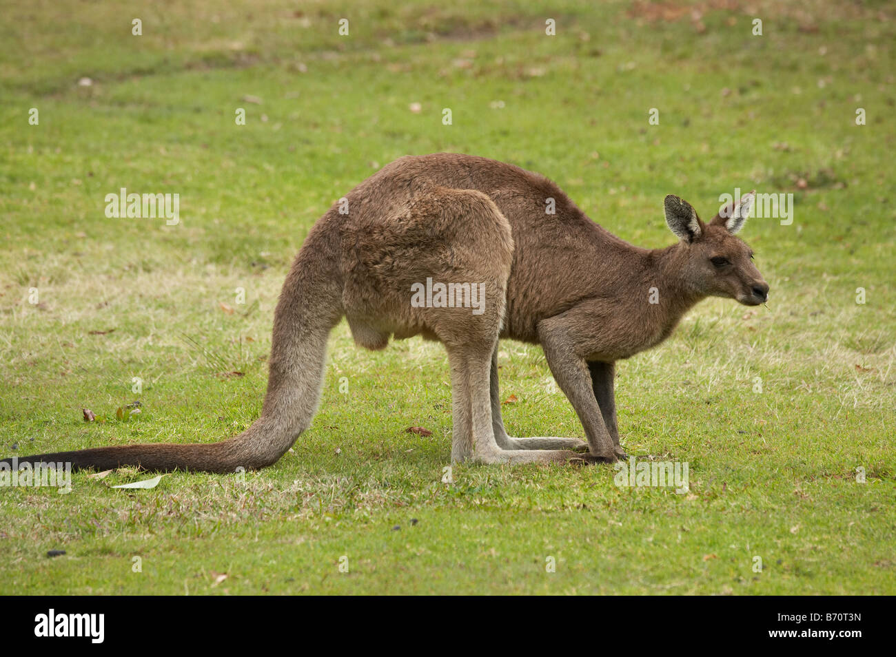 Procès kangourou Bay New South Wales Australie Banque D'Images
