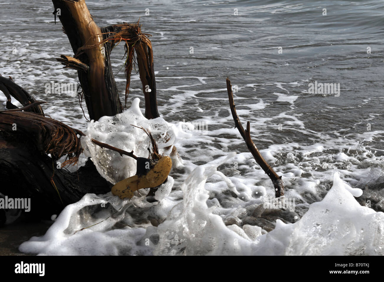 Chaussure femme lavait et empêtré dans l'arbre sur la plage de la Maremme Toscane Italie Banque D'Images