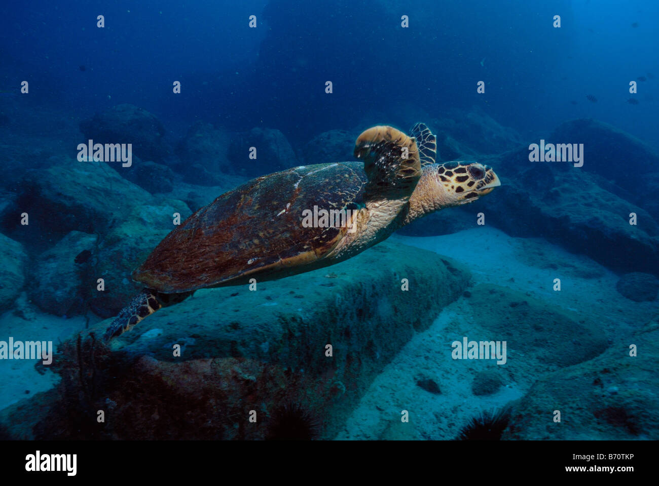 La tortue imbriquée, Eretmochelys imbricata, Mahe, Seychelles, océan Indien Banque D'Images