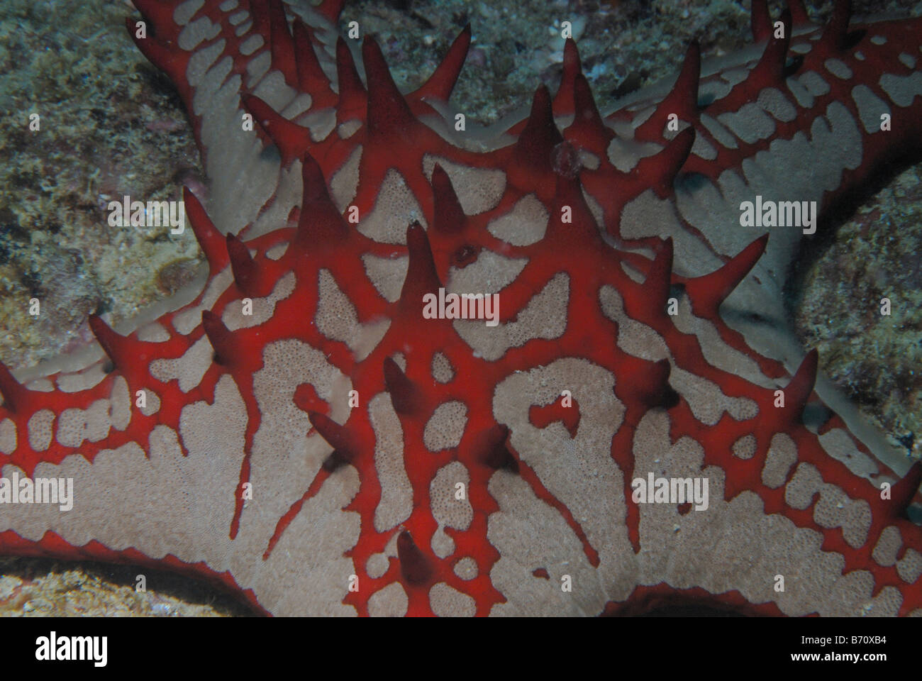 Étoile de mer à cornes Protoreaster nodosus, Mahe, Seychelles, océan Indien Banque D'Images