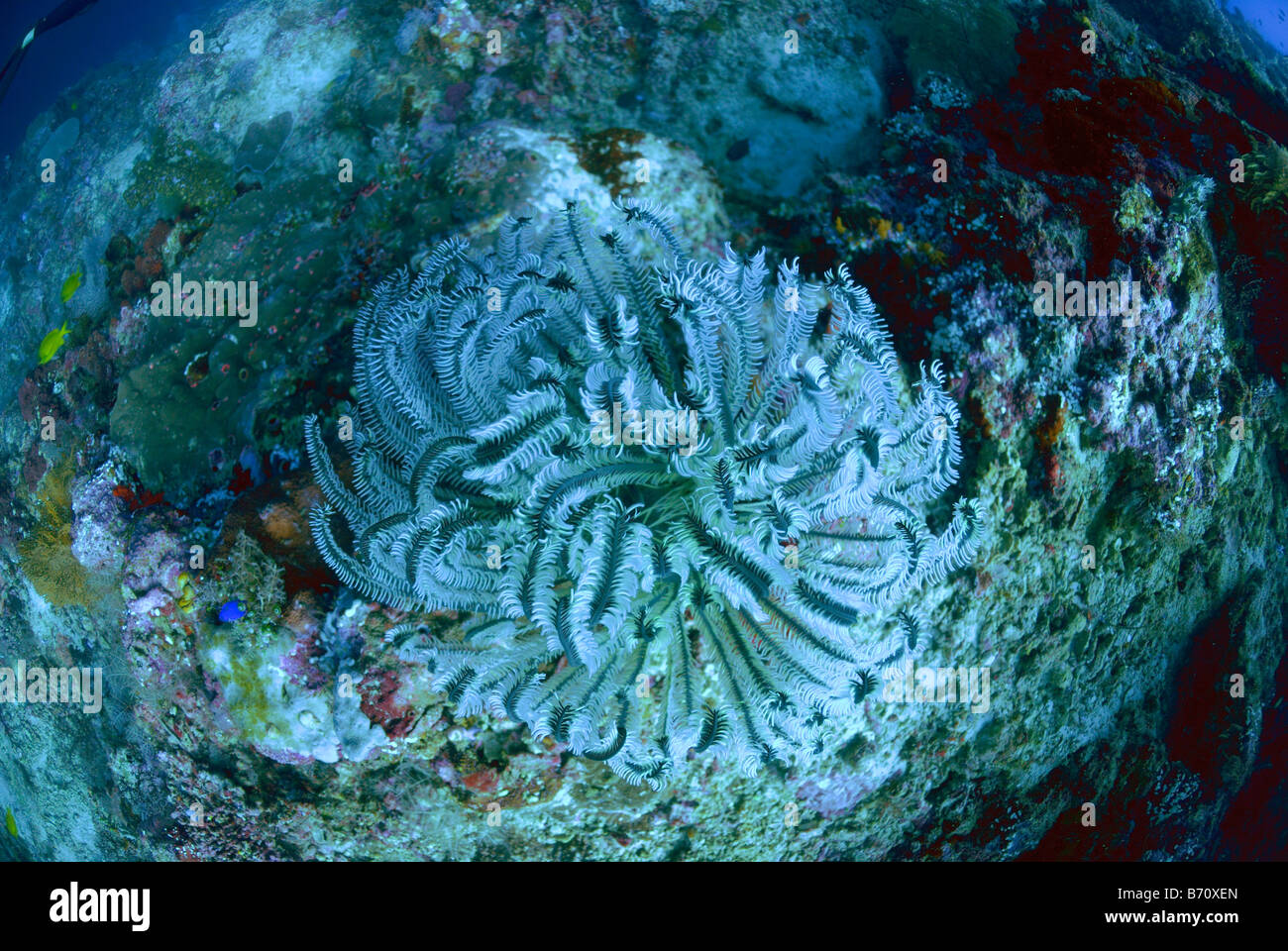 Feather star crinoïde sur le récif de l'Océan Indien Seychelles Mahe Banque D'Images