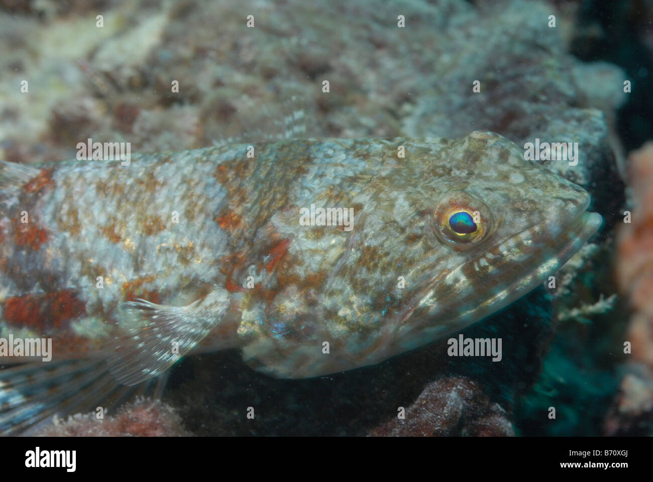 Leuchtturm lizardfish Synodus jaculum Mahe, Seychelles, océan Indien Banque D'Images