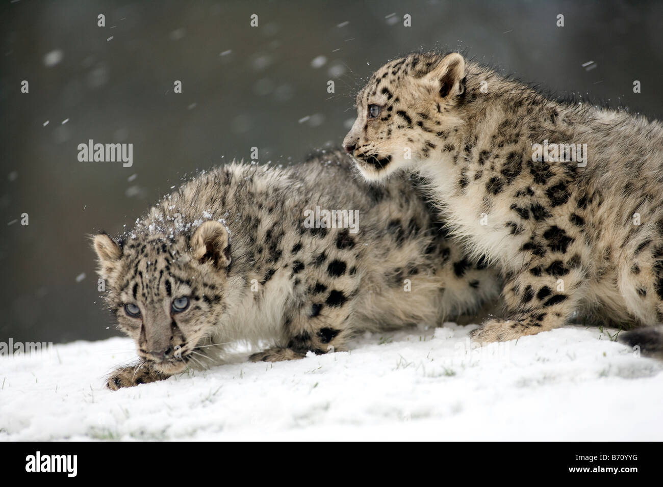 Snow Leopard d'oursons Banque D'Images