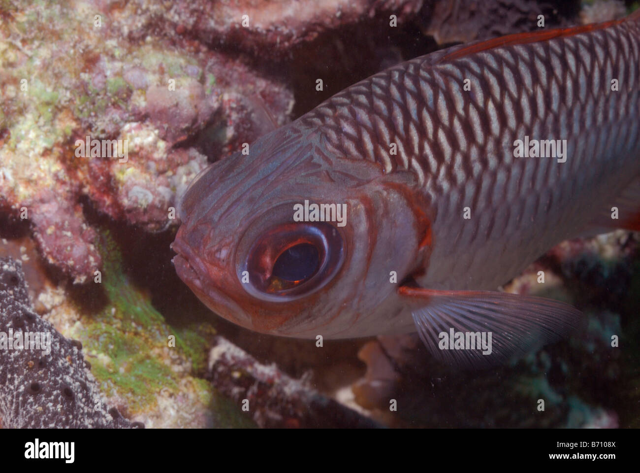 Lattice soldierfish Myripristis violacea Mahe, Seychelles, océan Indien Banque D'Images