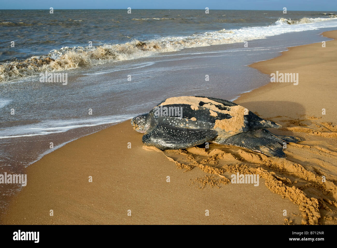 Le Suriname, Matapica Parc National. Tortue retourner à la mer après la ponte des œufs. (Dermochelys coriacea). Banque D'Images