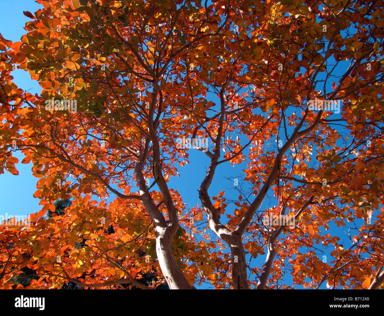 Feuilles d'automne on tree Banque D'Images