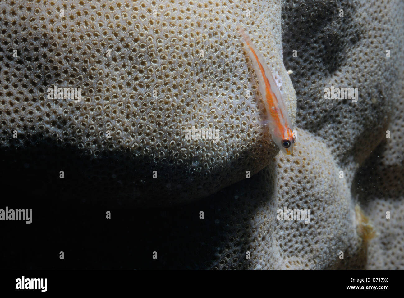 Le gobie Corail Corail cerveau Favites, Mahe, Seychelles, océan Indien Banque D'Images