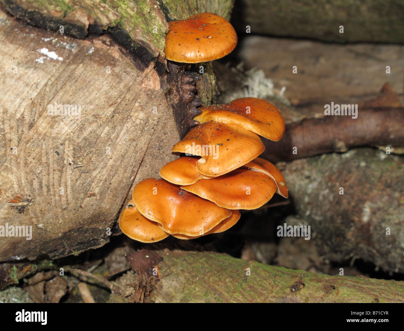 Faux chantrelle Hygrophoropsis aurantiaca caps sur le pourrissement du bois de cèdre Banque D'Images