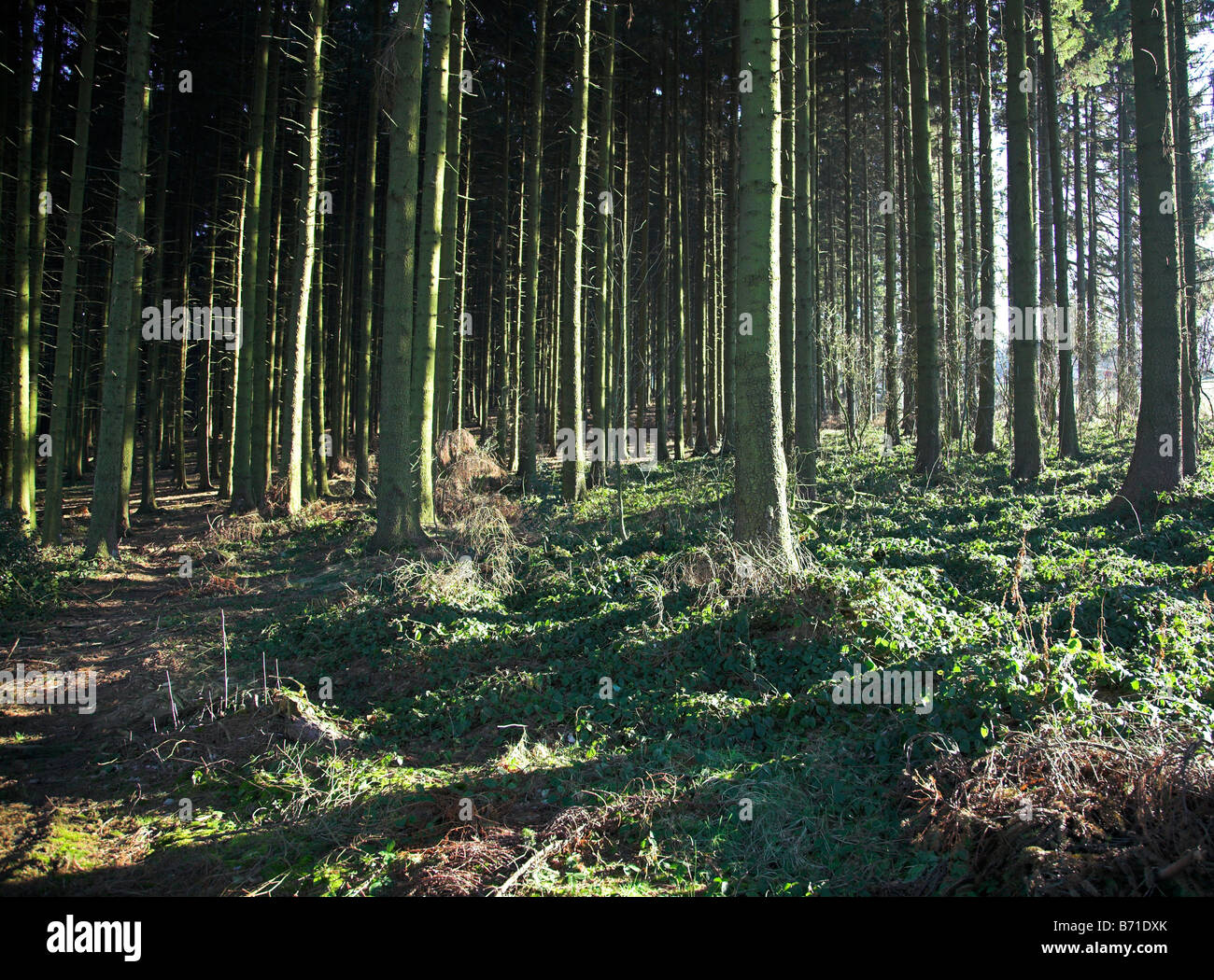 La forêt de sapin. Banque D'Images