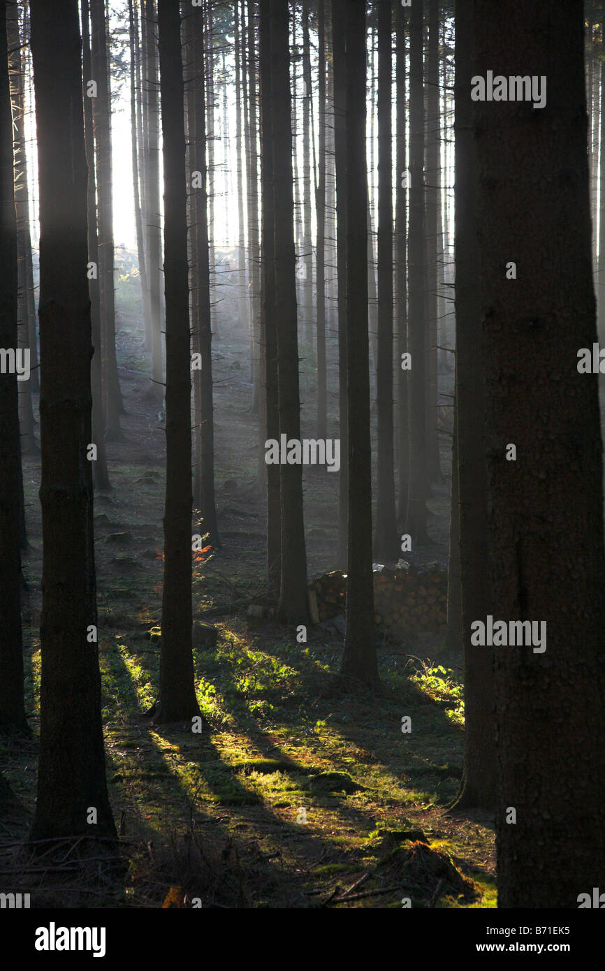 Derniers rayons de soleil du soir dans une forêt de sapins. Banque D'Images