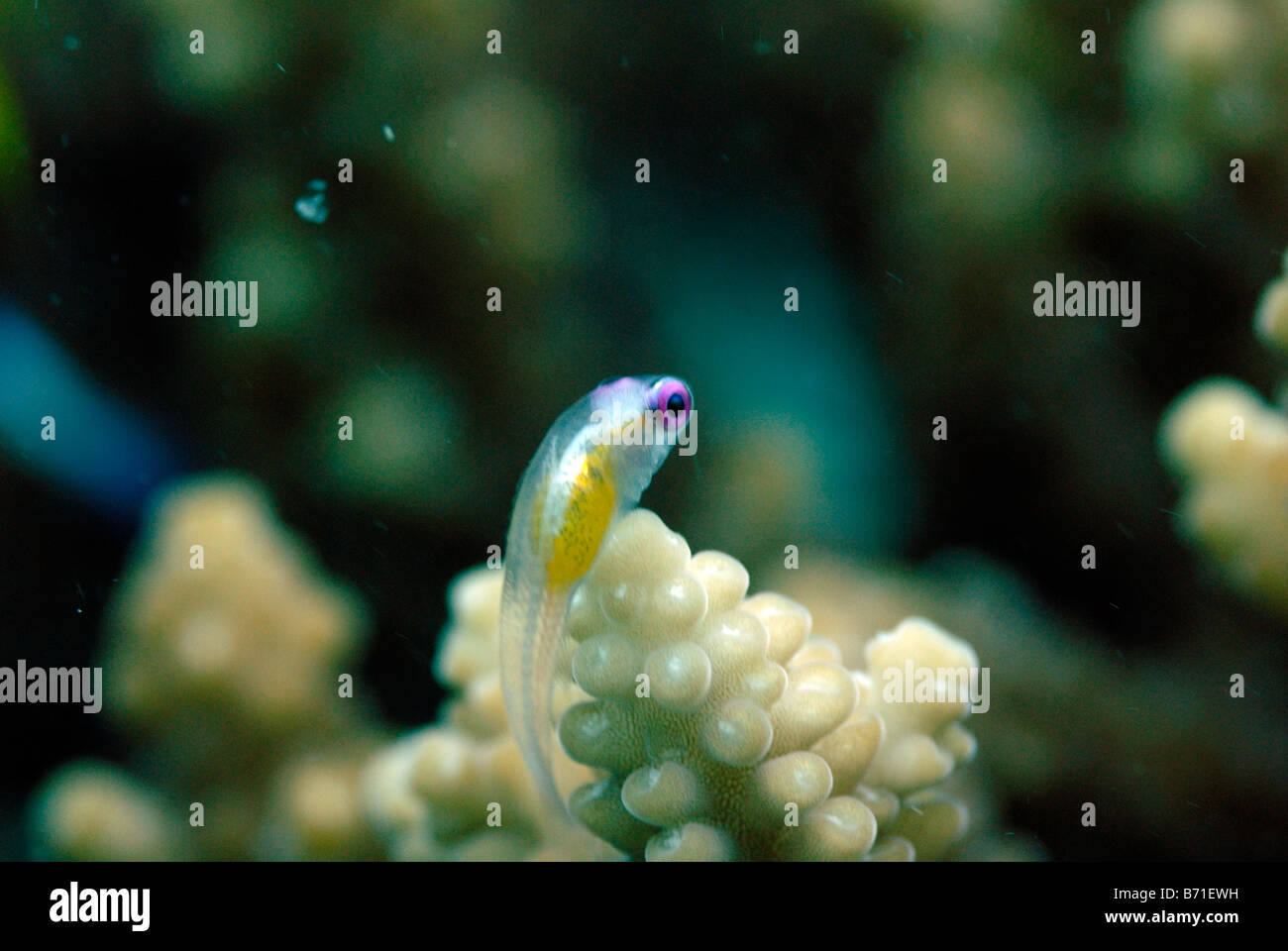 Sur Corail Coral polyp, Mahe, Seychelles, océan Indien Banque D'Images