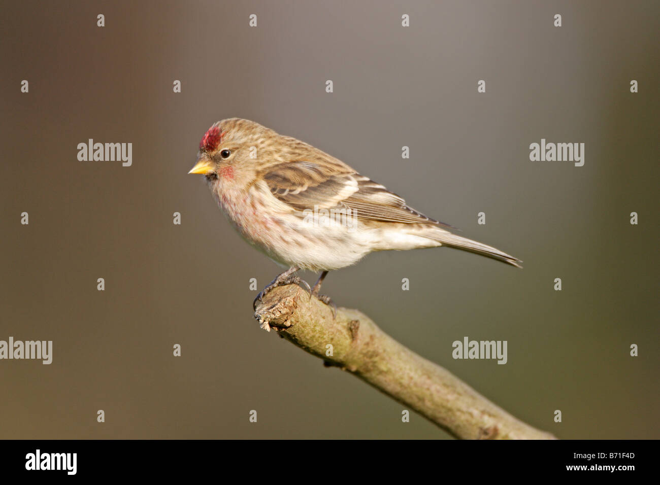 Sizerin flammé Carduelis flammea Banque D'Images