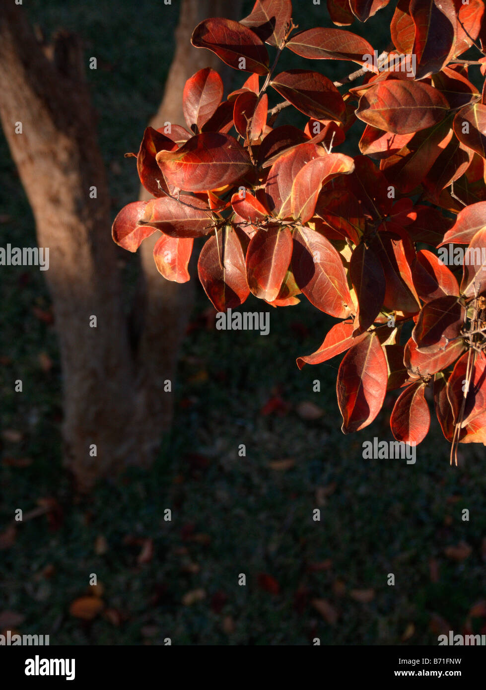 Feuilles d'automne on tree Banque D'Images
