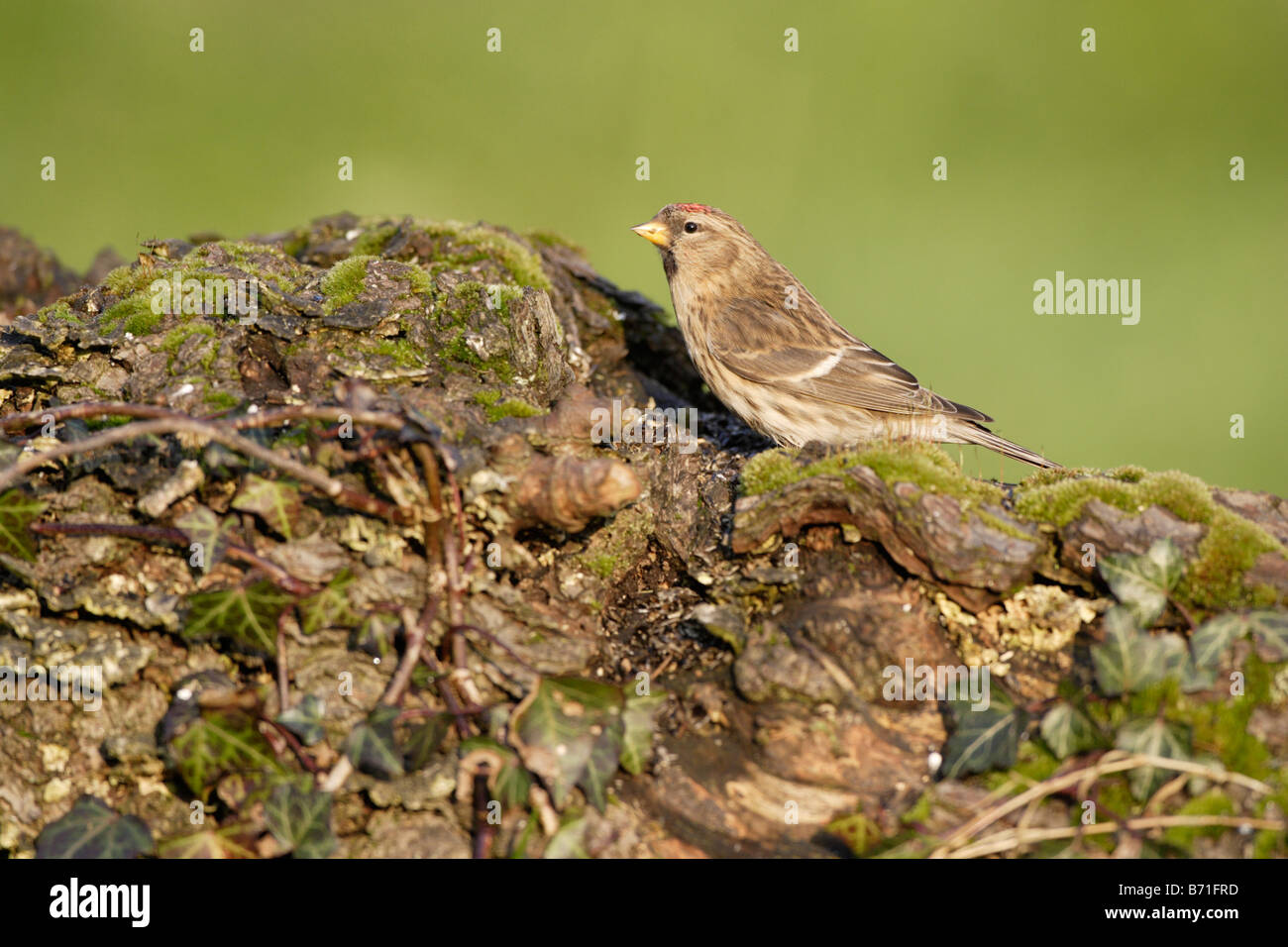 Sizerin flammé Carduelis flammea Banque D'Images