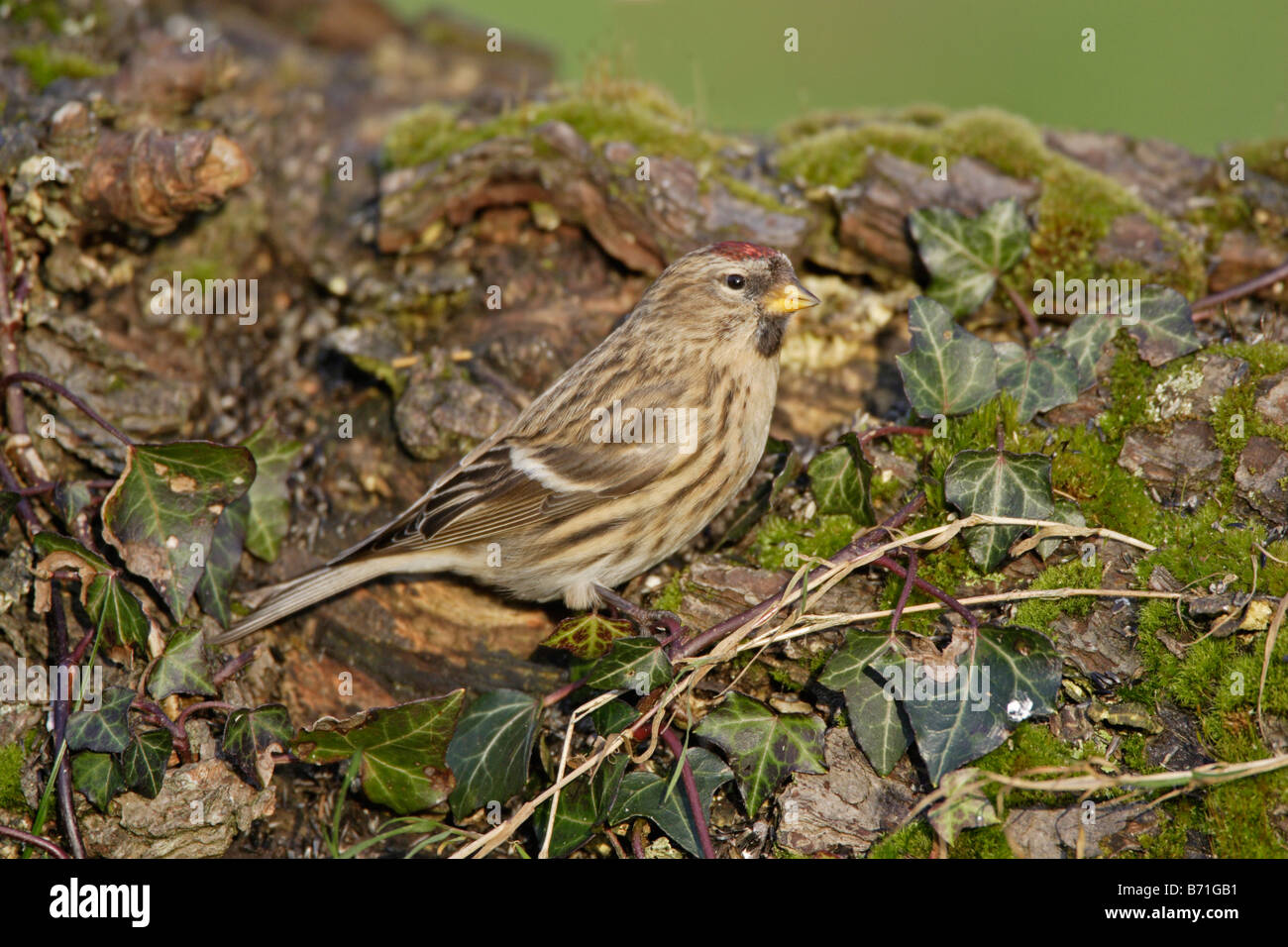 Sizerin flammé Carduelis flammea Banque D'Images