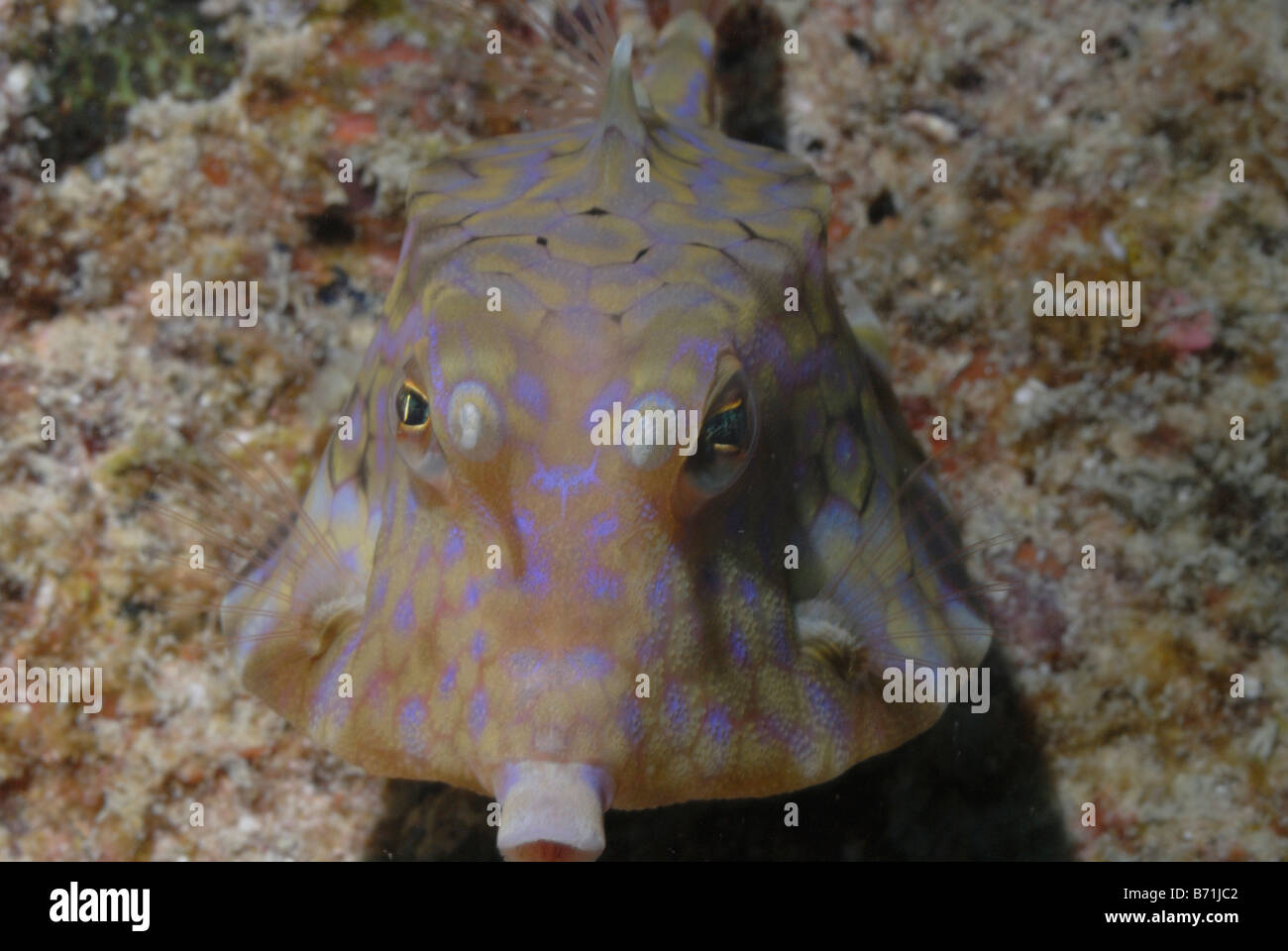 Thornback cowfish Lactoria fornasini Mahe, Seychelles, océan Indien Banque D'Images