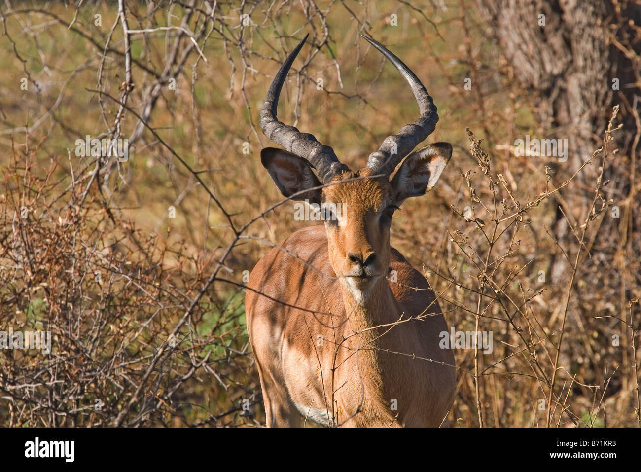 Un mâle impala Aepyceros melampus Banque D'Images
