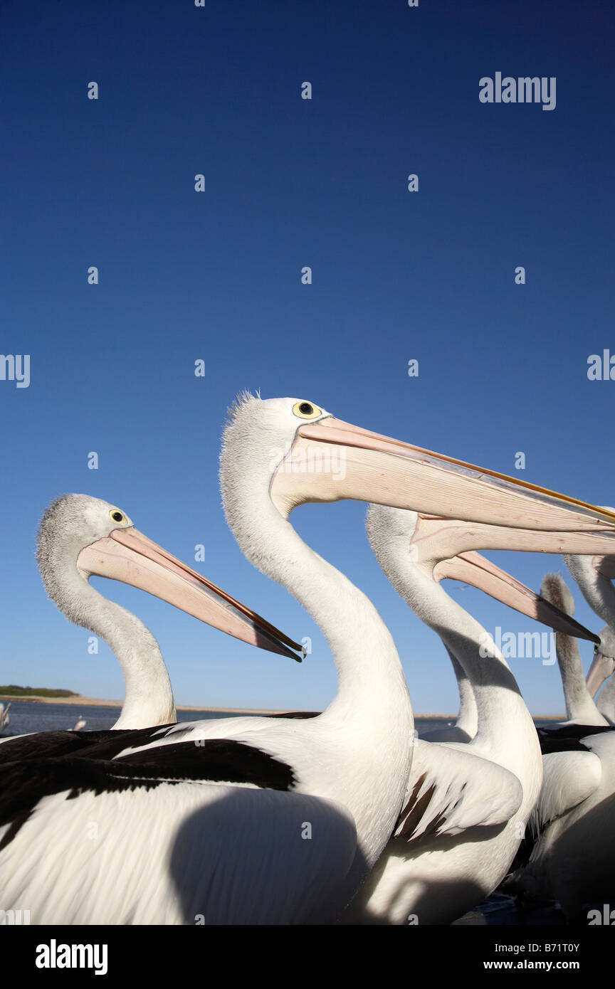 Pelicans Pelecanus conspicillatus australienne à l'entrée de Nouvelles Galles du Sud en Australie Banque D'Images