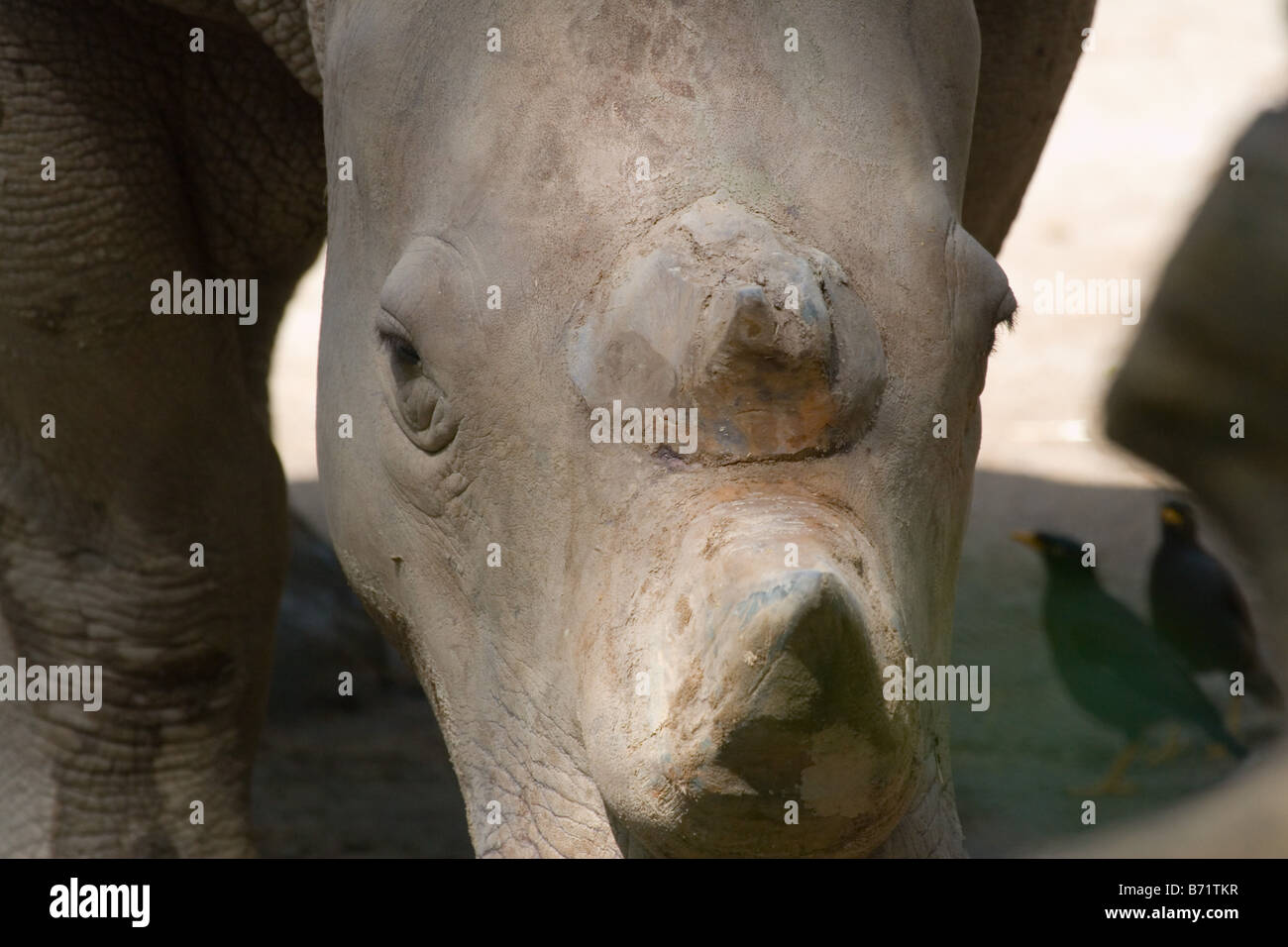 White Rhino horn et tête Banque D'Images