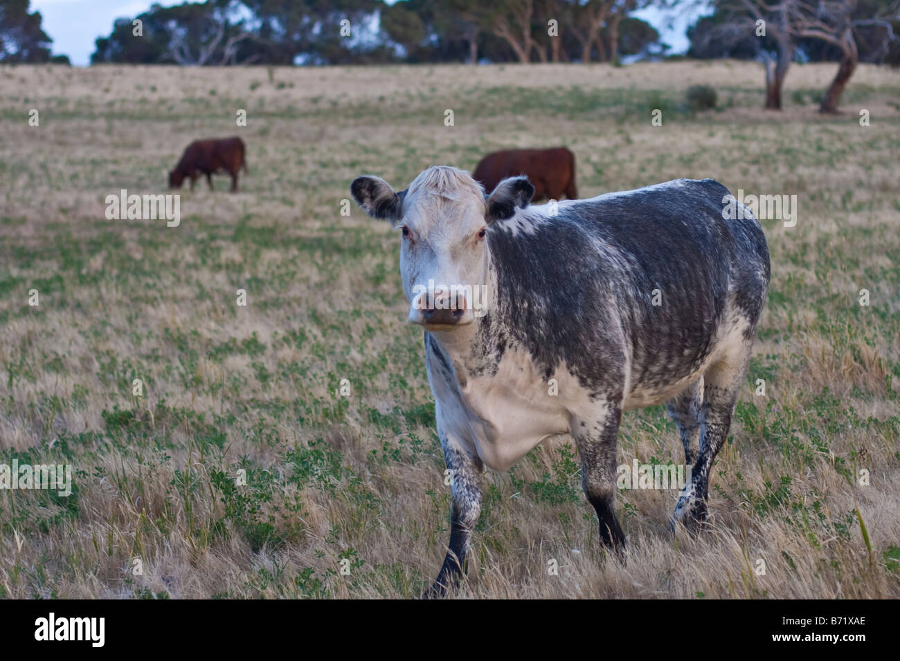 Shorthorn australienne sevré vache, Lochiel Park près de Kingston SE Taratap, Australie du Sud Banque D'Images