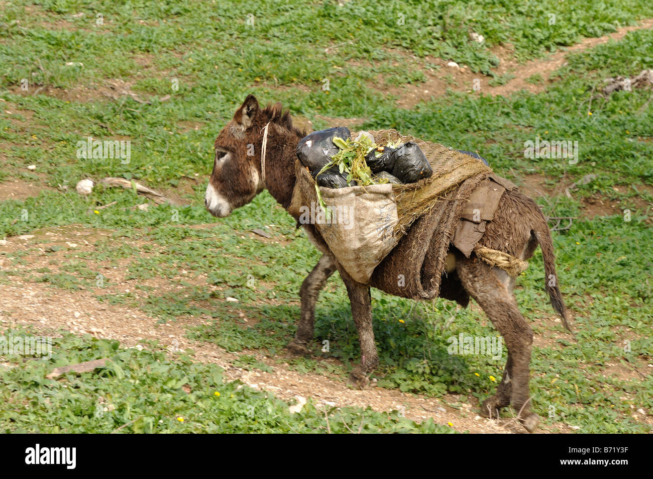 Transport de mulet Banque de photographies et d'images à haute résolution -  Alamy