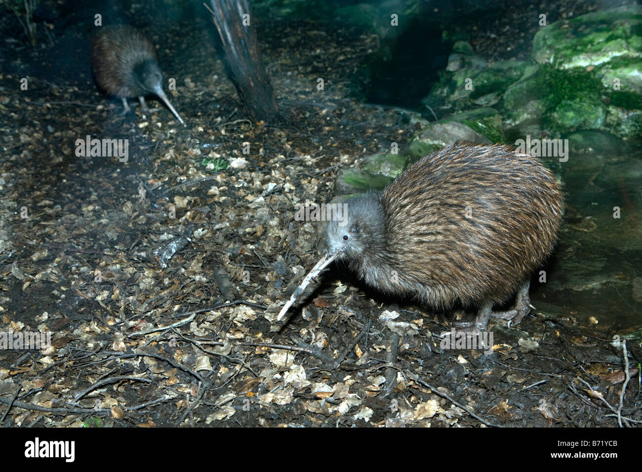 Nouvelle Zélande, île du Sud, Queenstown, Kiwi, Apteryx australis. Banque D'Images Nouvelle Zélande, île du Sud, Queenstown, Kiwi, Apteryx australis. Banque D'Images