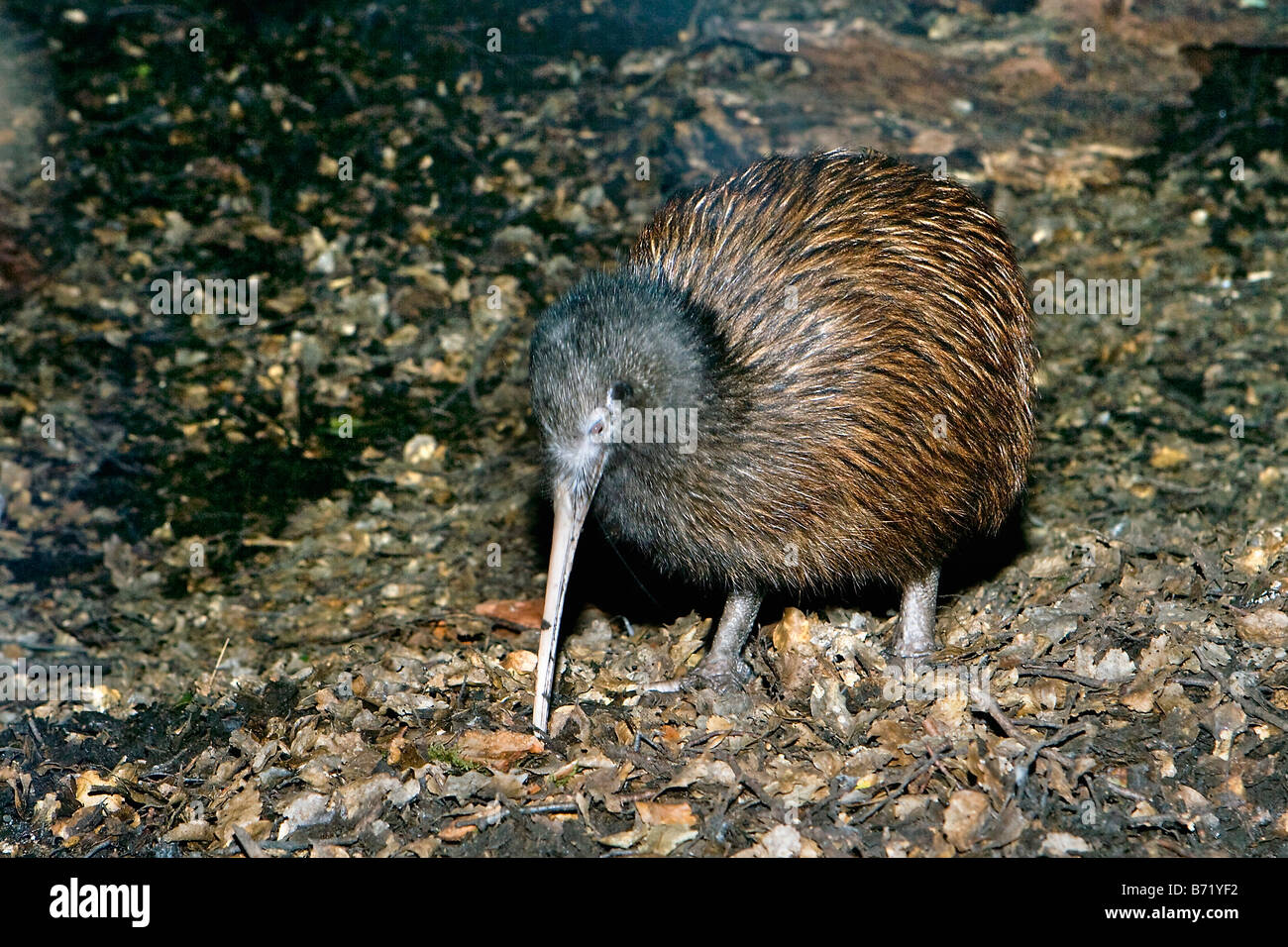 Nouvelle Zélande, île du Sud, Queenstown, Kiwi, Apteryx australis. Banque D'Images Nouvelle Zélande, île du Sud, Queenstown, Kiwi, Apteryx australis. Banque D'Images