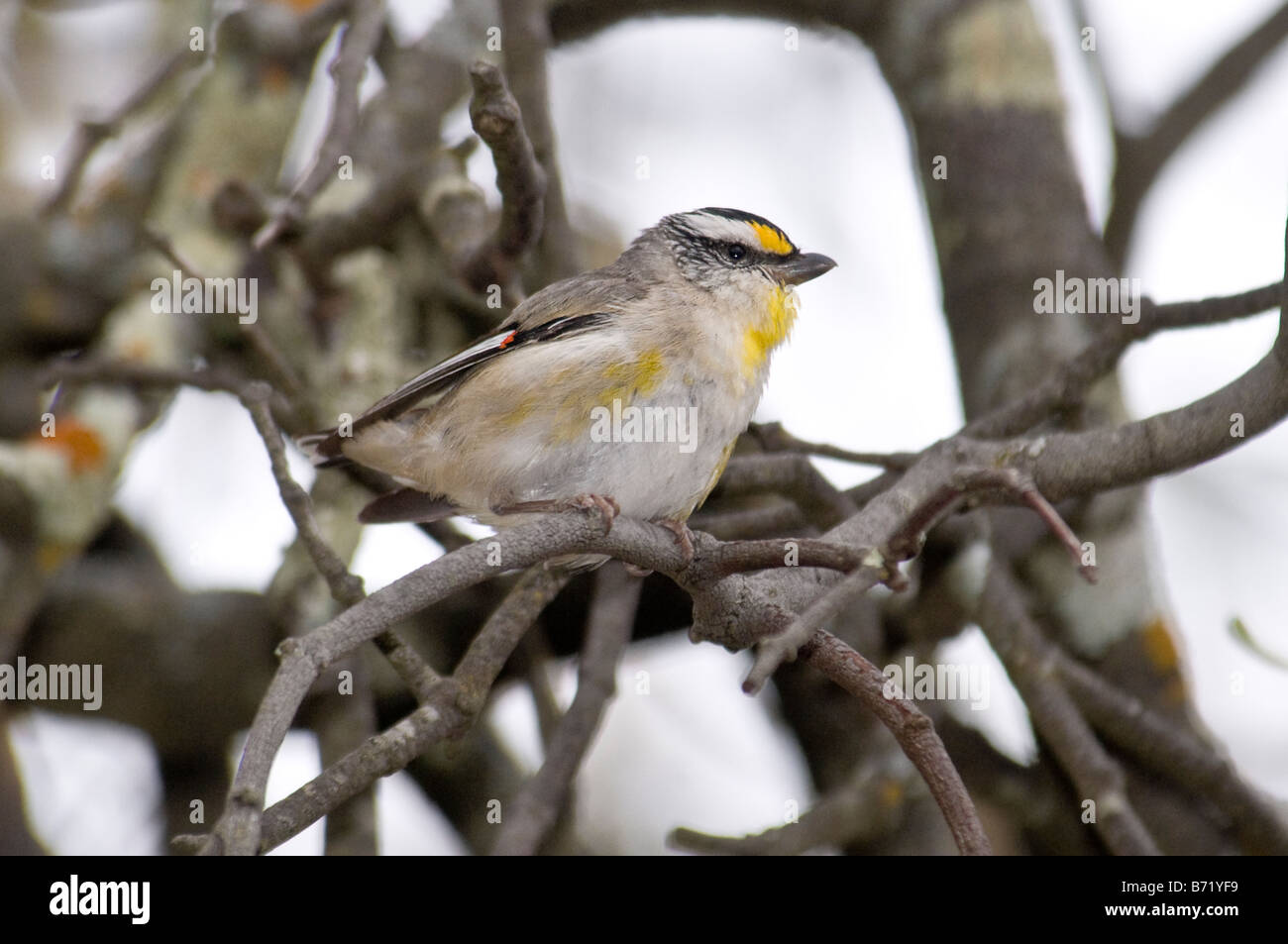Pardalote strié 'Pardalotus striatus' Banque D'Images