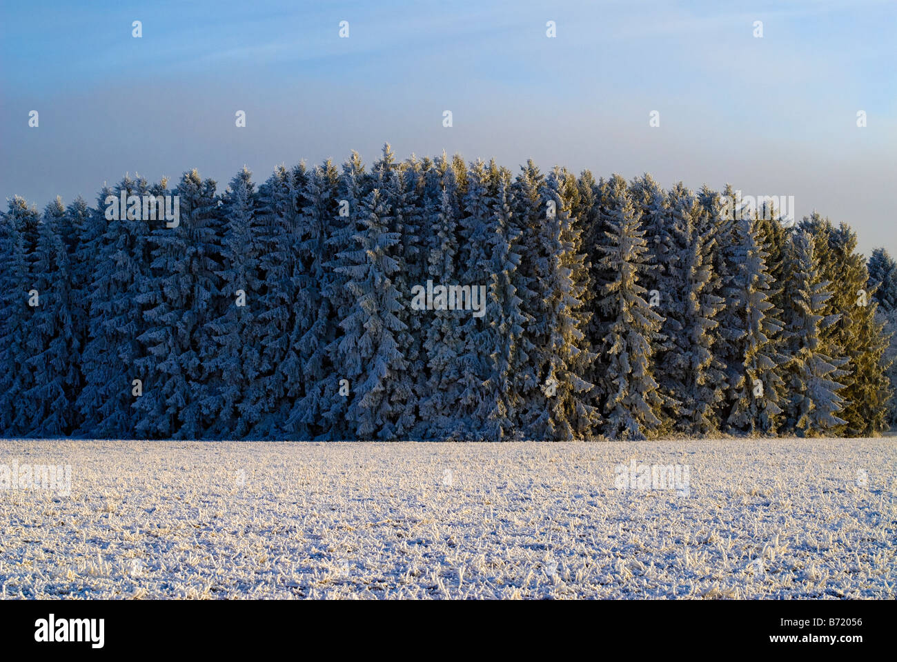 Forêt et terrain gelé Banque D'Images