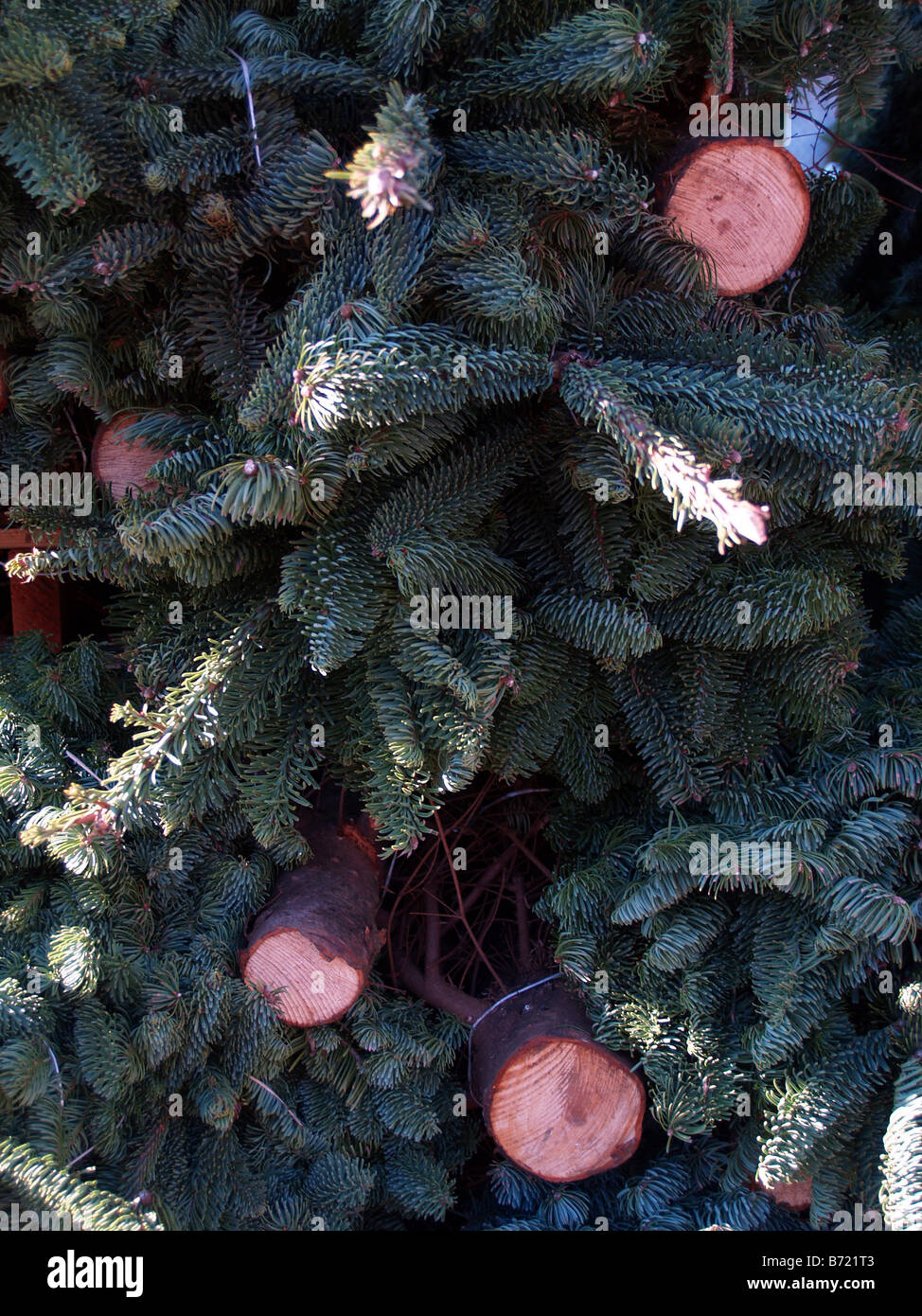 Tout juste arrivé d'arbres de Noël fraîchement coupés sont empilés et prêt à être mis en vente. Banque D'Images