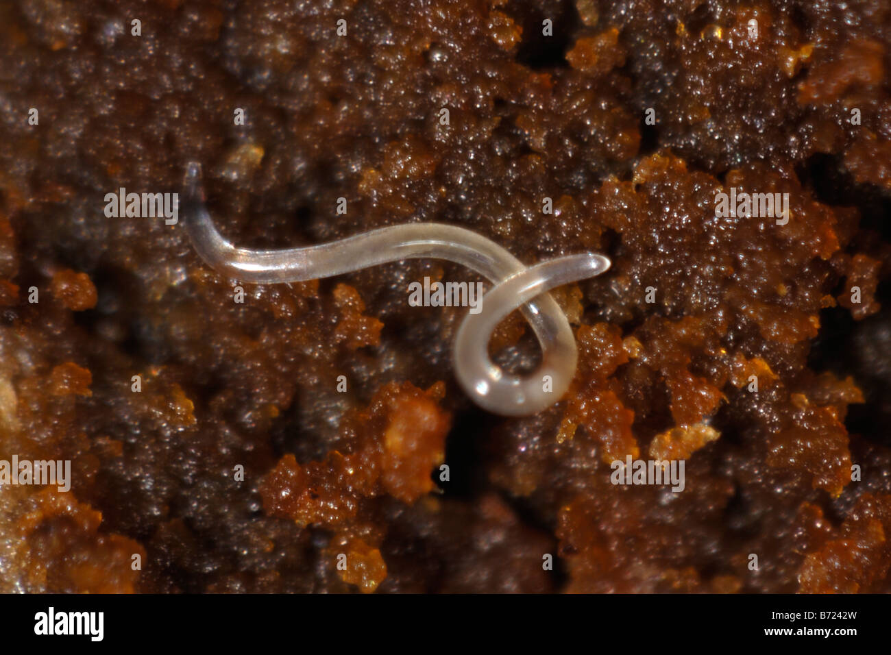 Un nématode doré éventuellement Ditylenchus sp dans le bois pourri d'un arbre d'ornement Banque D'Images