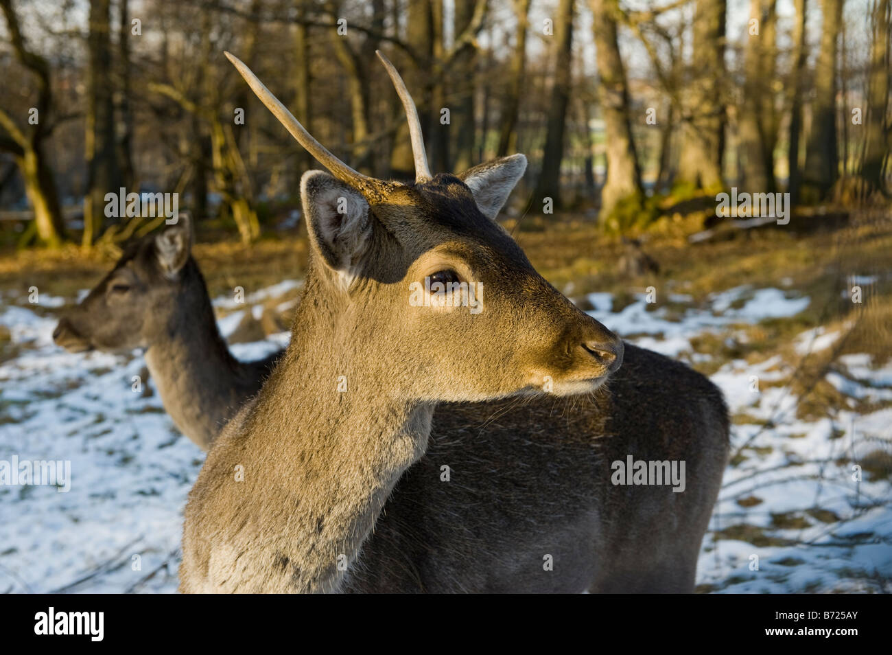 Le daim dama dama chevreuil chevreuil hiver neige froid visage yeux nez red deer Cervus nippon elaphus Ovis ammon MUSI Banque D'Images