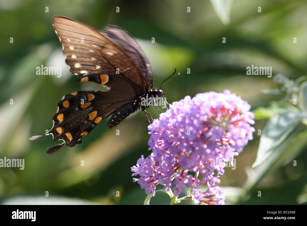 Papilio polyxenes Papillon Swallowtail noir se nourrissant d'arbre aux papillons dans l'été Banque D'Images