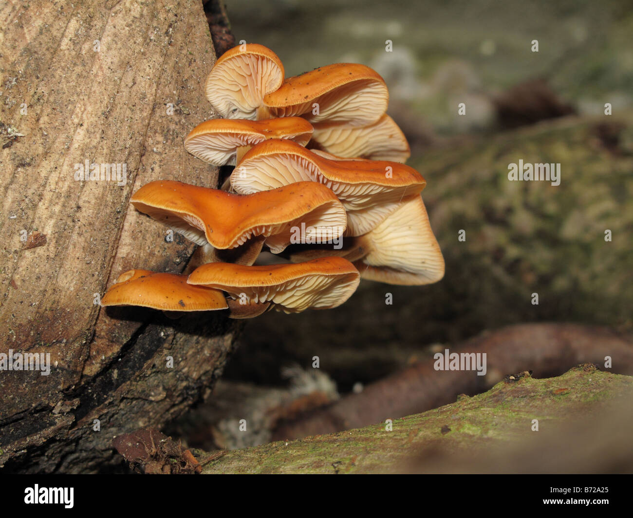 Faux chantrelle Hygrophoropsis aurantiaca caps sur le pourrissement du bois de cèdre Banque D'Images