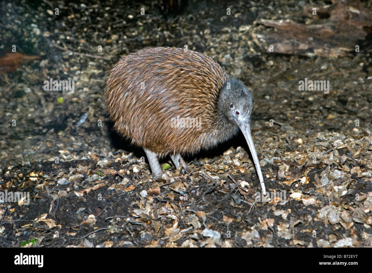 Nouvelle Zélande, île du Sud, Queenstown, Kiwi, Apteryx australis. Banque D'Images Nouvelle Zélande, île du Sud, Queenstown, Kiwi, Apteryx australis. Banque D'Images