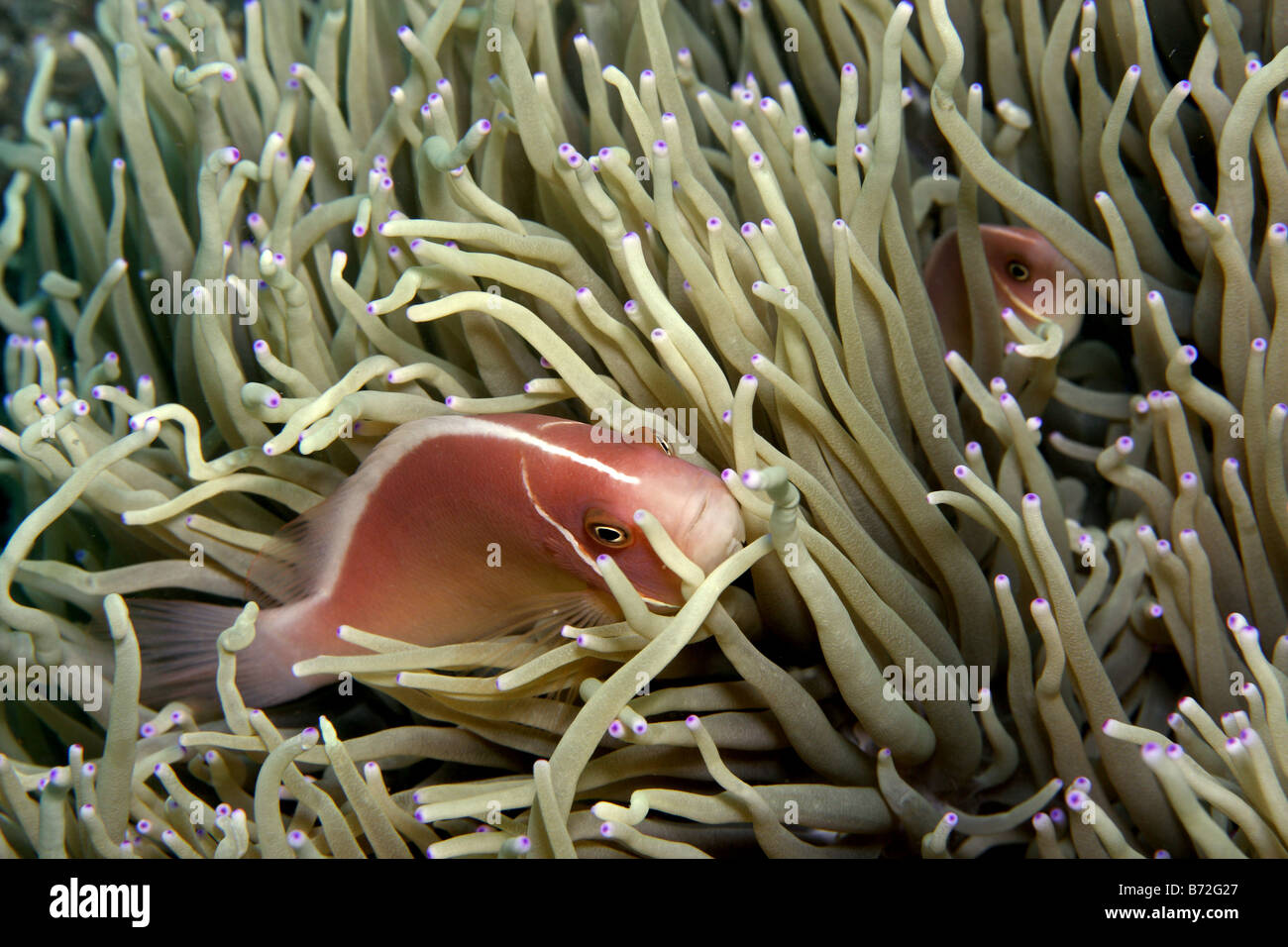 Poisson Clown amphiprion perideraion rose natation parmi les tentacules de l'anemome Banque D'Images