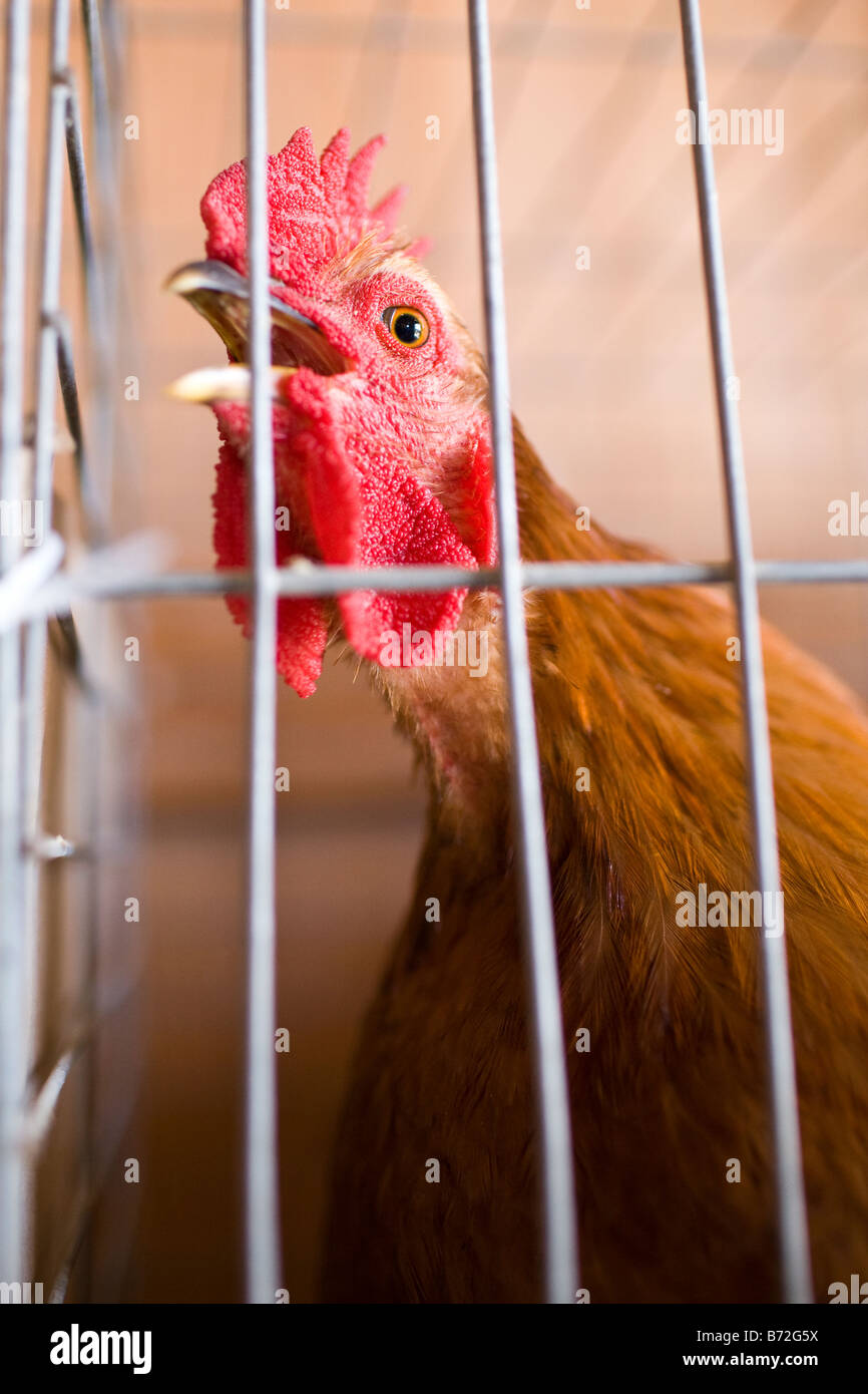 Un coq qui chantent dans un county fair Banque D'Images