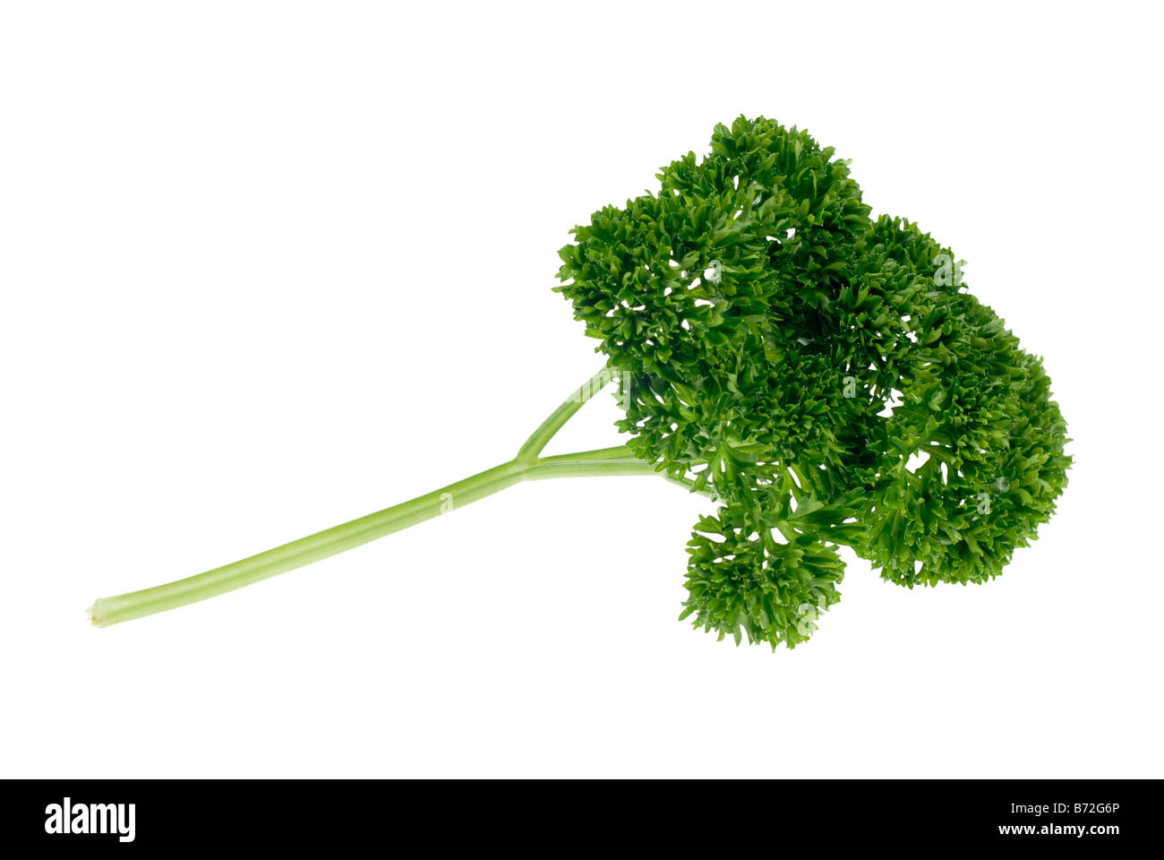 Le persil herb isolé sur un fond blanc Petroselinum crispum Banque D'Images