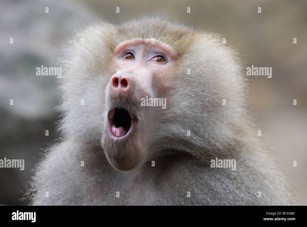 Mignon et drôle à la singe babouin Banque D'Images