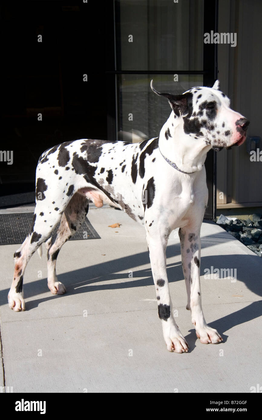 Dogue Allemand arlequin race de chien dans le New Hampshire USA Banque D'Images