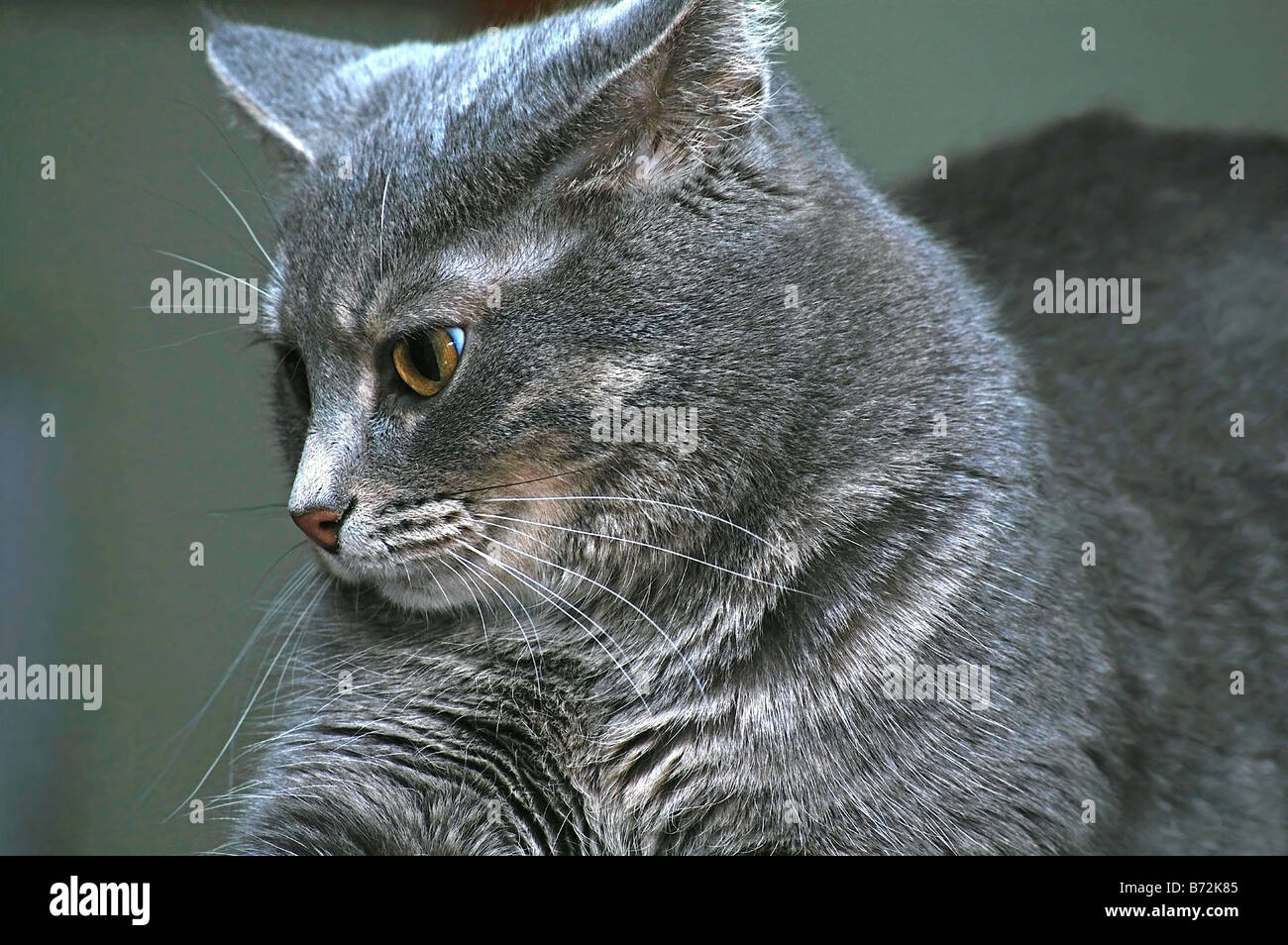 Profil de côté chat gris Banque D'Images