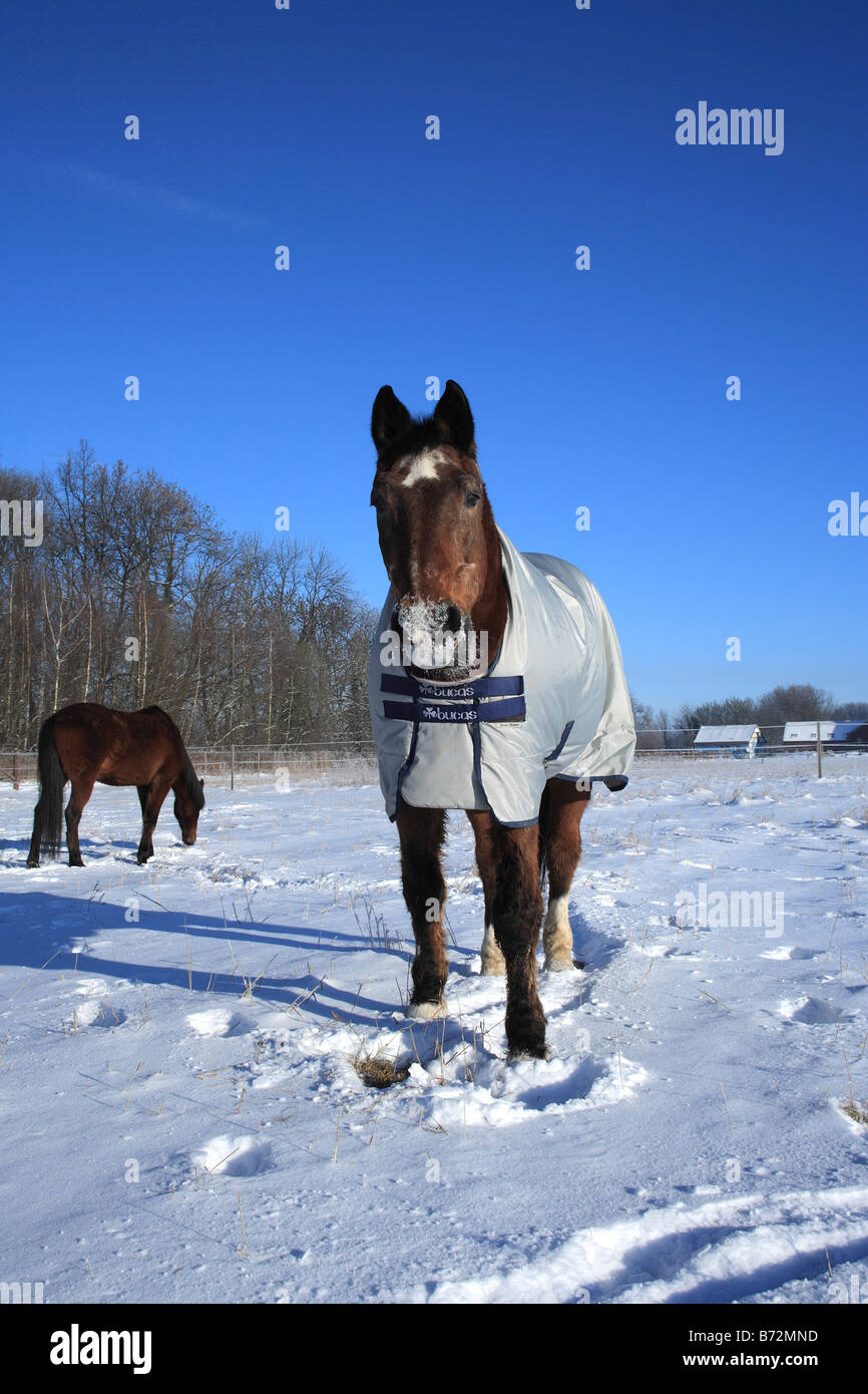 30ans cheval brun couvert d'une couverture de neige sur un pré, l'Allemagne, de l'Europe Banque D'Images