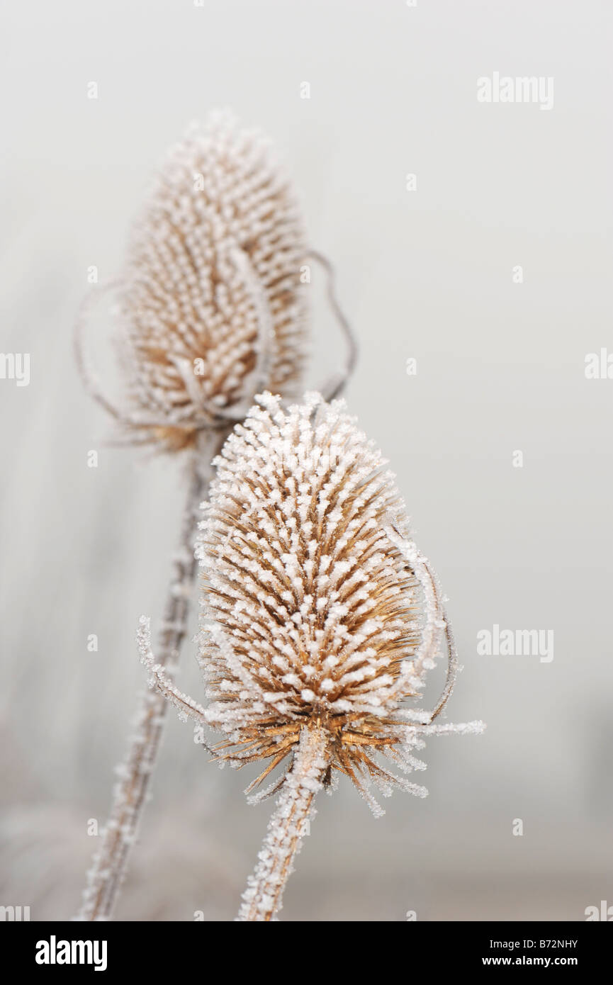 Chardons couvert de givre sur haw matin oxfordshire country lane Banque D'Images