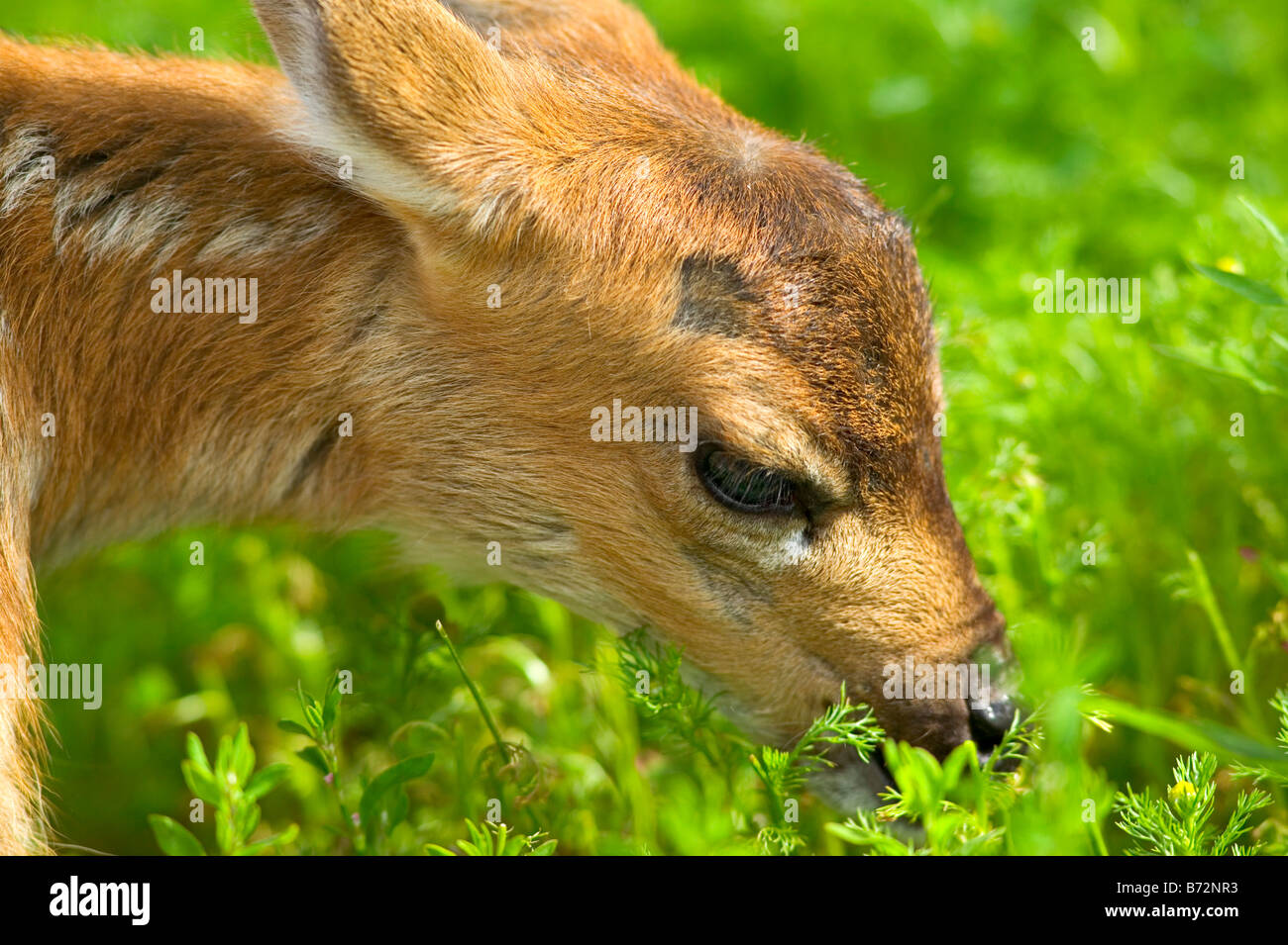 Près d'un cerf à queue noire de Sitka en Alaska fauve Banque D'Images