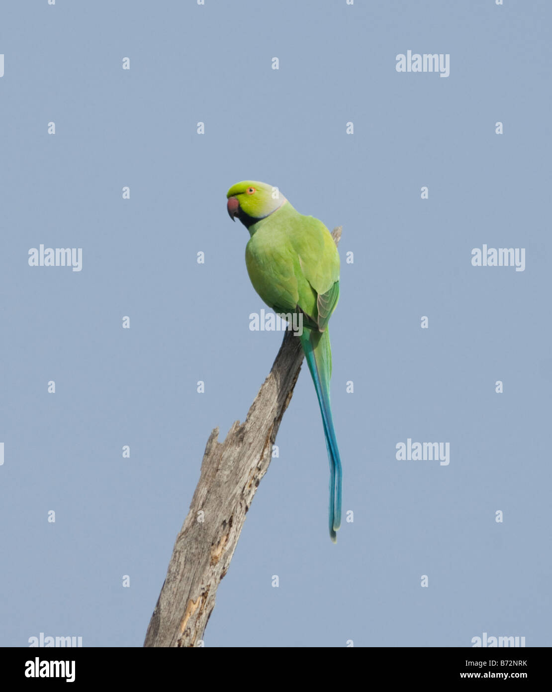 Perruche à collier Psittacula krameri Rose WILD Banque D'Images