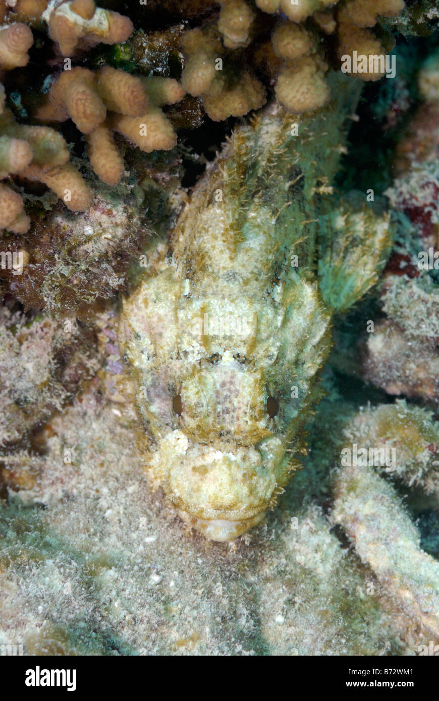 Scorpionfish Seychelles Océan Indien Banque D'Images