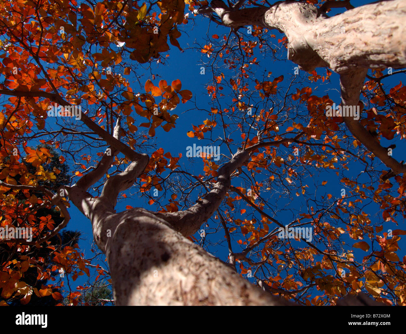 Les feuilles d'automne on tree Banque D'Images
